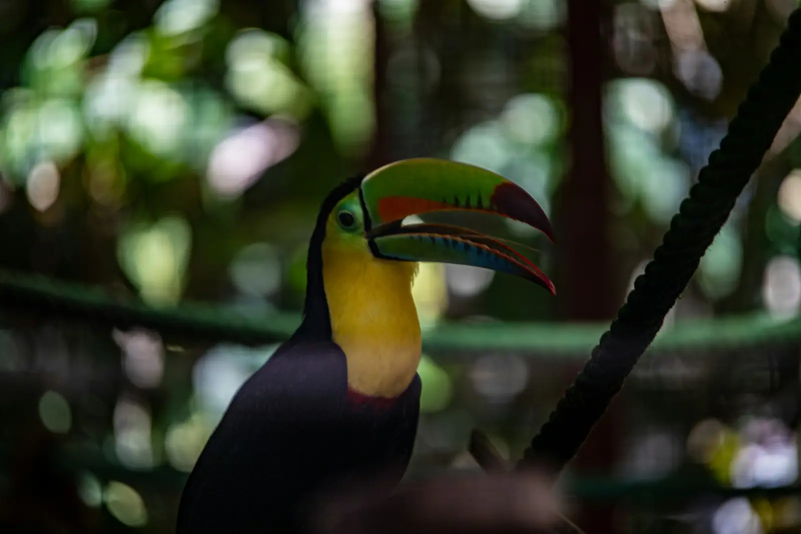 Toucan at Jaguar Rescue Center near Puerto Viejo, Costa Rica