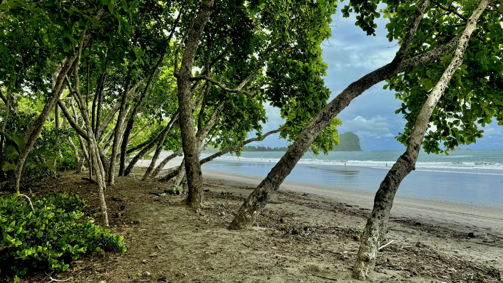 Sandy Pacific beach surrounded by rainforest in Manuel Antonio