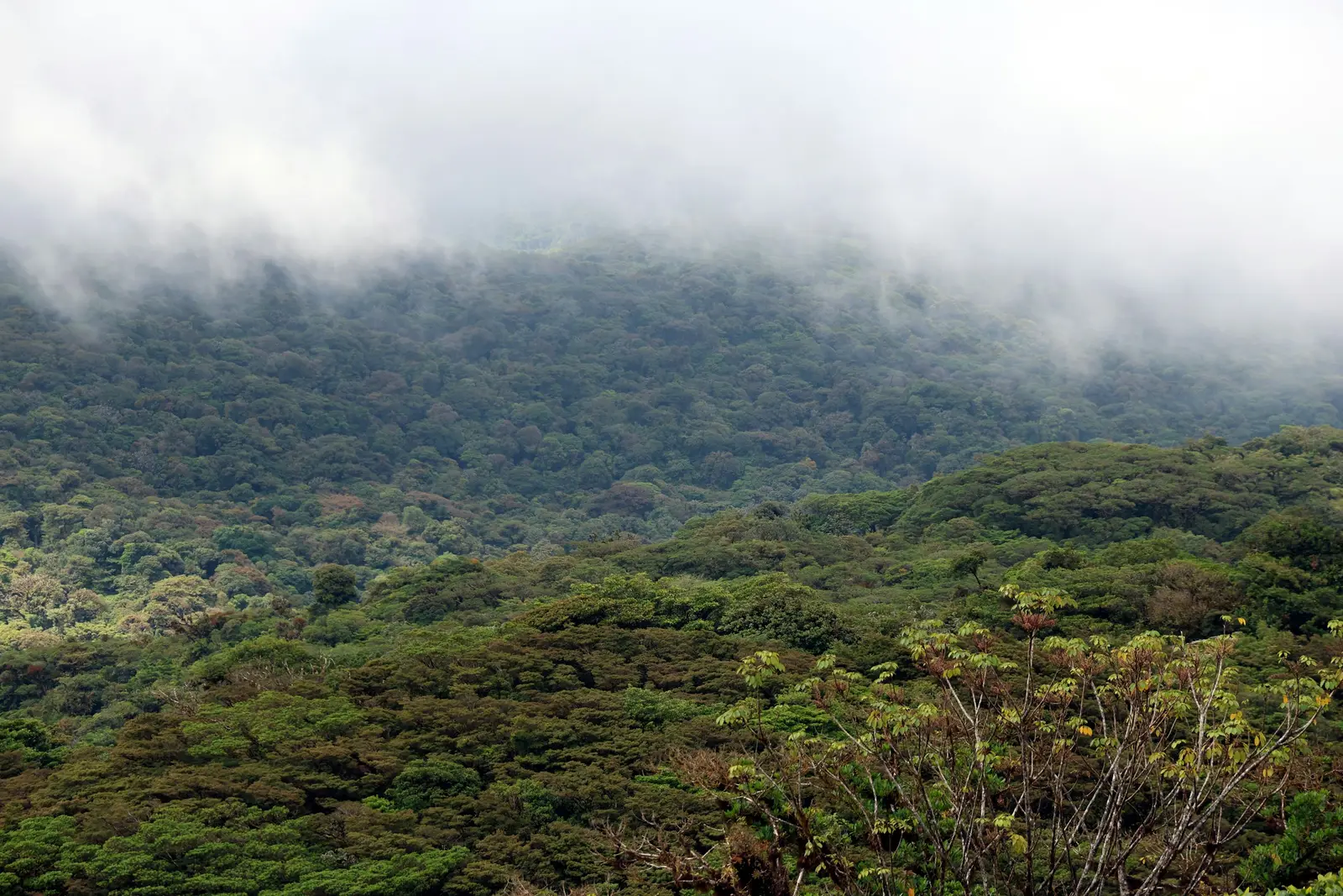 Low clouds drifting over the green cloud forest canopy in Monteverde