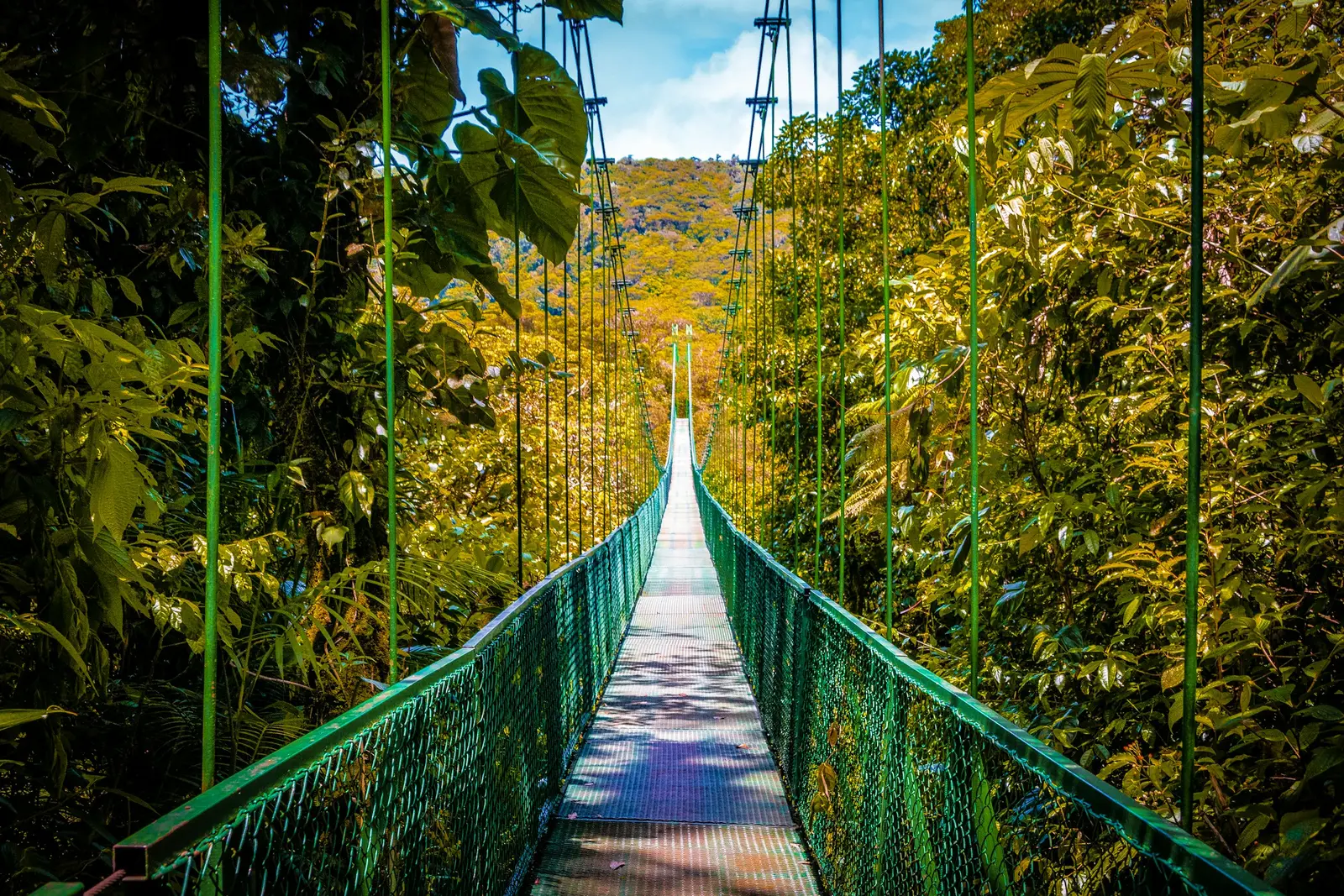 Suspension bridge crossing dense forest in Monteverde, Costa Rica