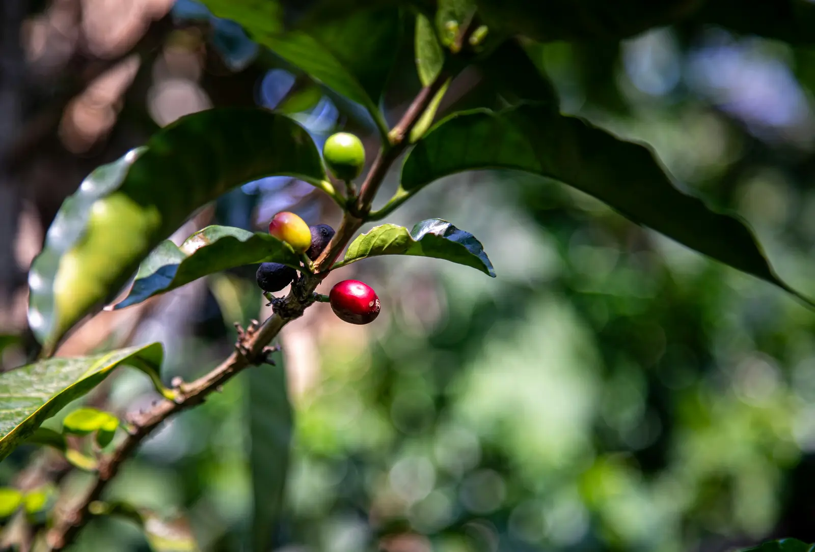 Ripe red coffee cherries growing on a coffee plant in Poás, Costa Rica