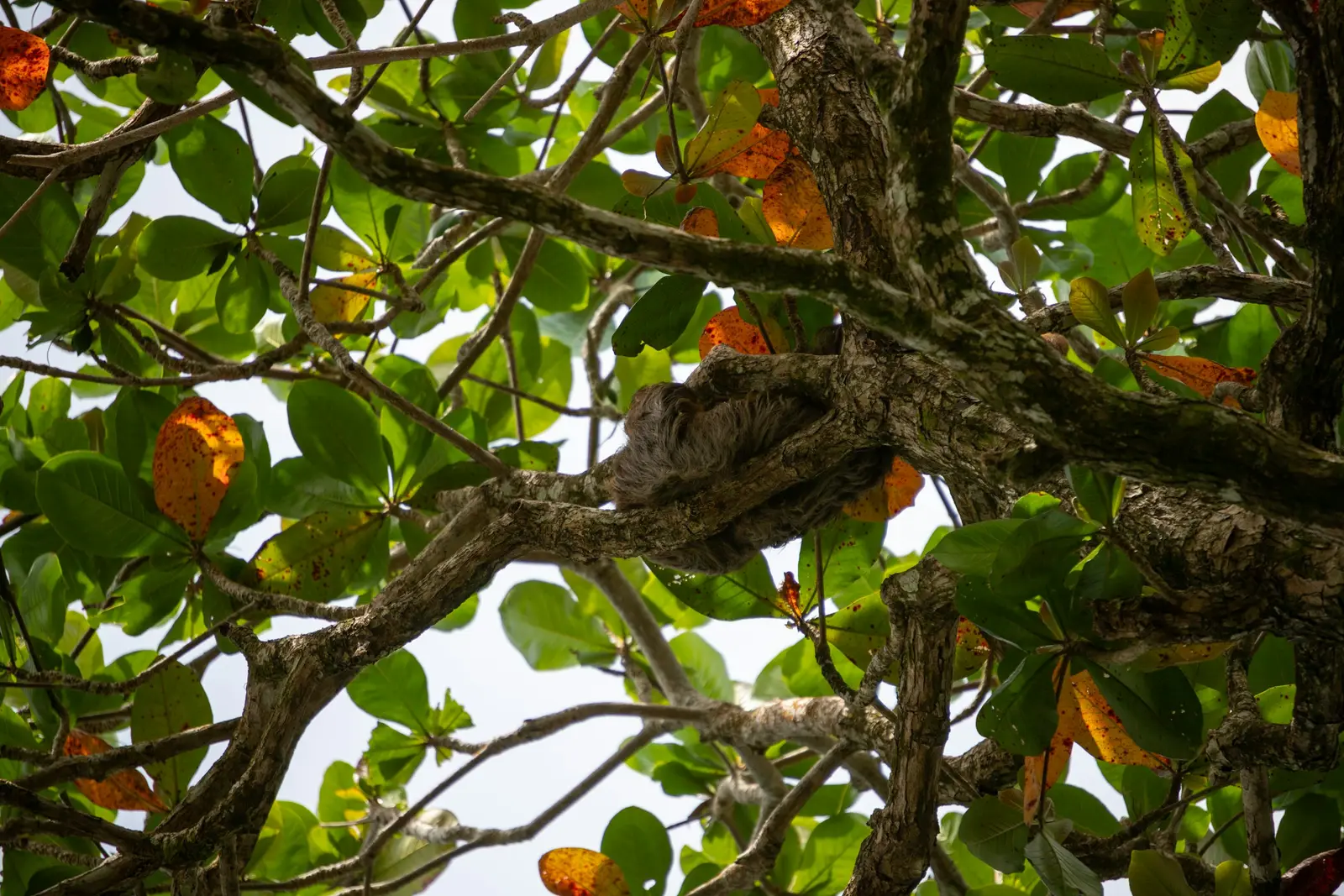 Sloth resting in a tree in the Cahuita area of Costa Rica's southern Caribbean