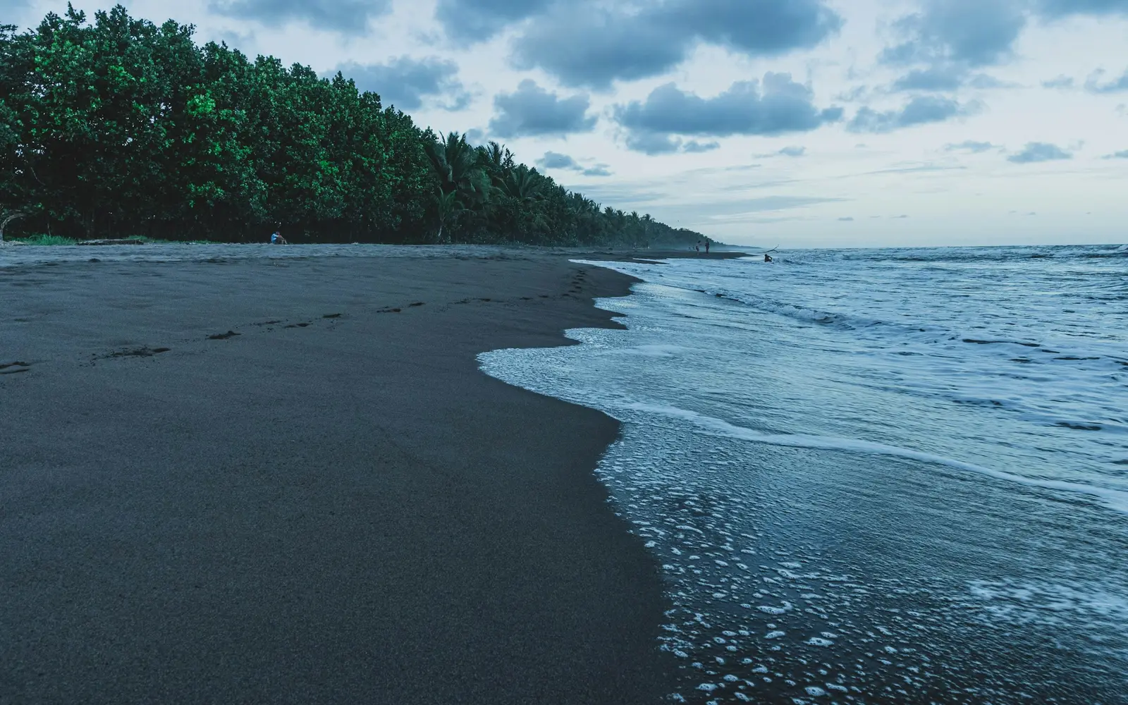 Caribbean nesting beach backed by palms and forest at Tortuguero