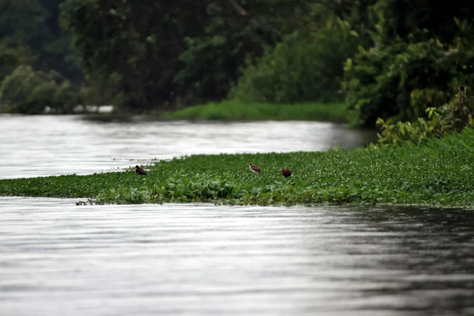 Water birds balancing over vegetation in a Tortuguero river