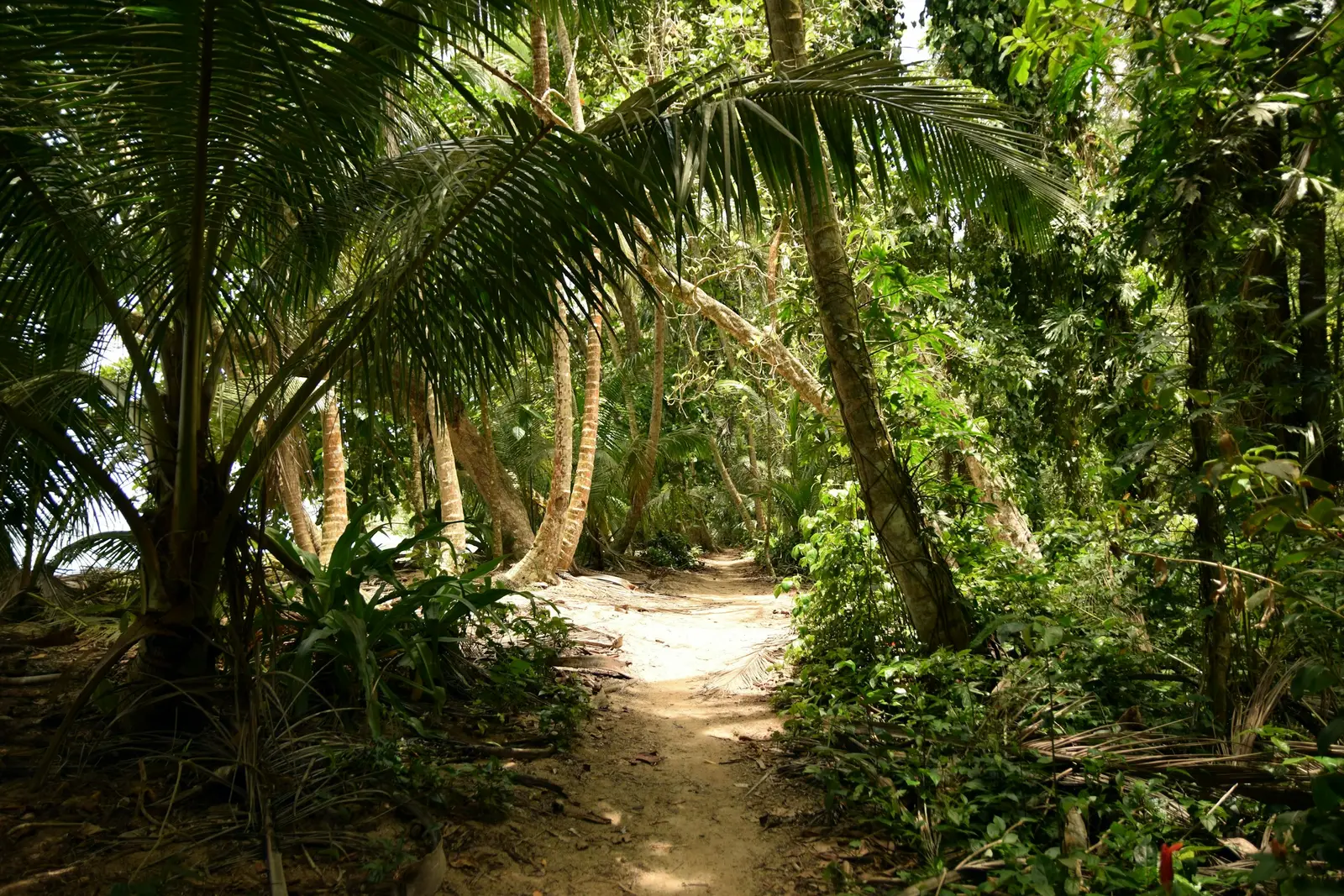 Lush tropical forest path in Tortuguero, Costa Rica