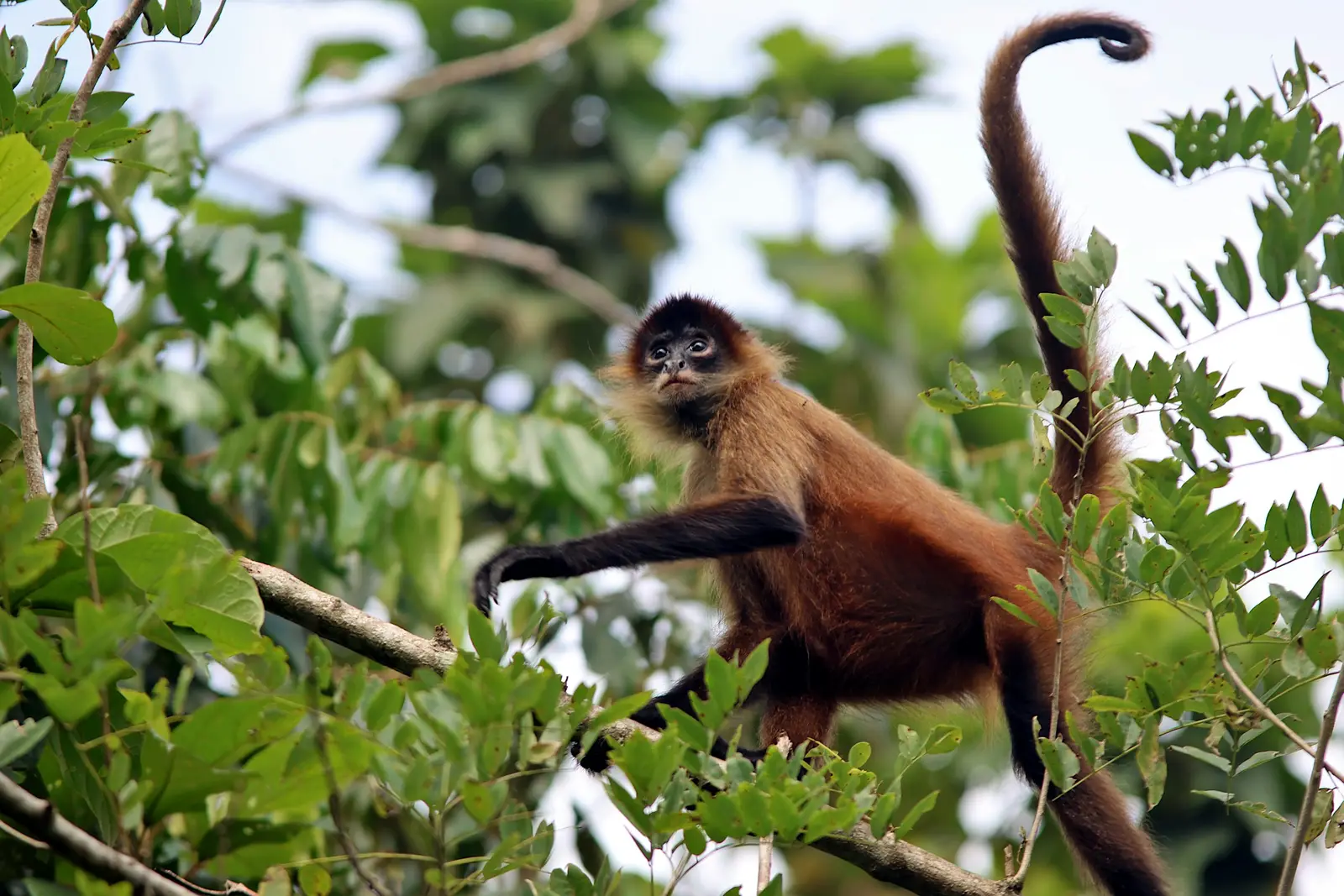 Spider monkey moving through trees in Tortuguero, Costa Rica