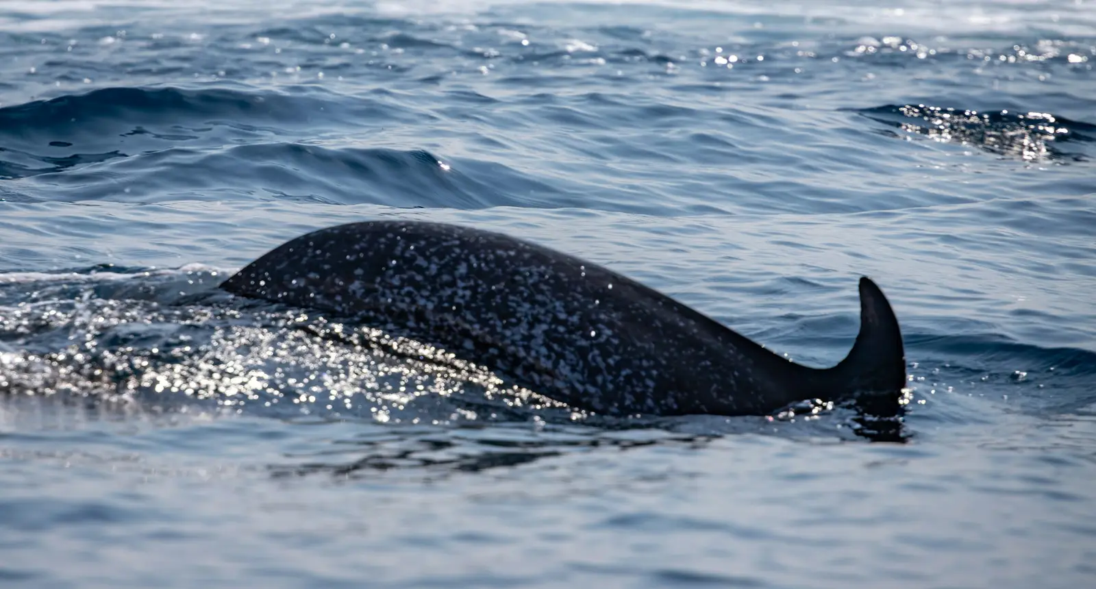 Humpback whale surfacing in Pacific waters off Uvita, Costa Rica